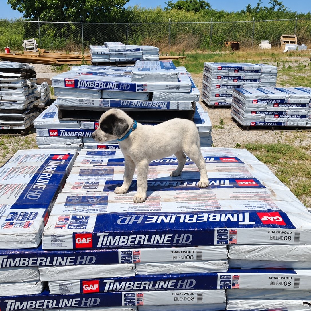 The yard dog standing on stacked pallets in the Green Country yard